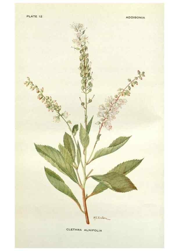 Reproducción/Reproduction 28472320883: Addisonia :. New York :New York Botanical Garden,1916-[1964].