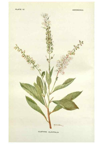 Reproducción/Reproduction 28472320883: Addisonia :. New York :New York Botanical Garden,1916-[1964].
