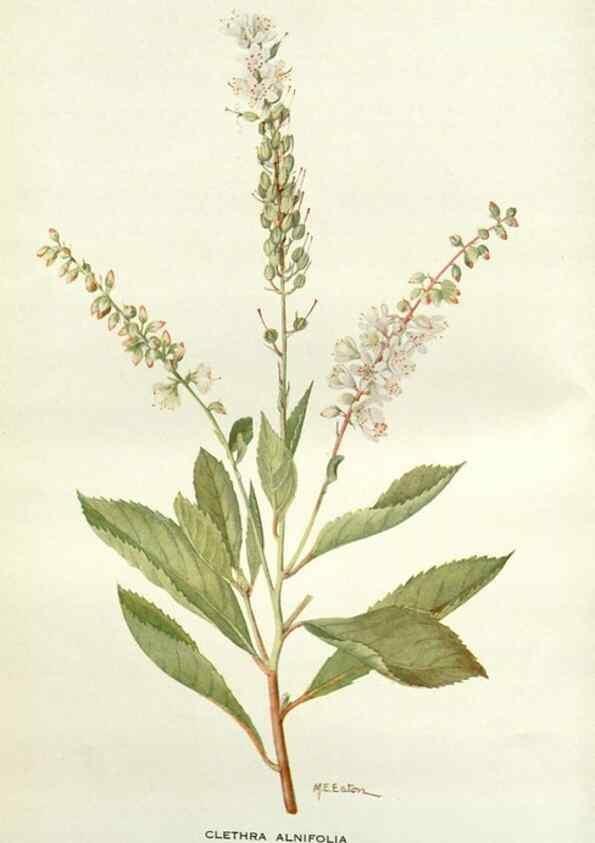 Reproducción/Reproduction 28472320883: Addisonia :. New York :New York Botanical Garden,1916-[1964].
