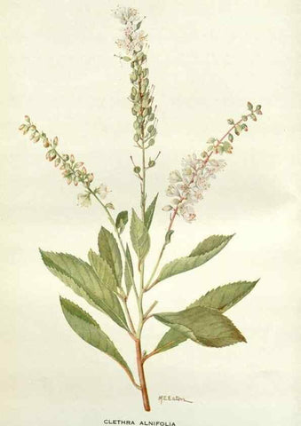 Reproducción/Reproduction 28472320883: Addisonia :. New York :New York Botanical Garden,1916-[1964].