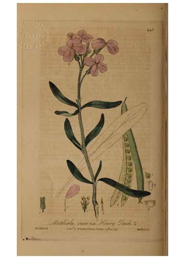 Reproducción/Reproduction 29043386795: British phaenogamous botany,. Oxford,Published by the author, sold by J.H. Parker [etc.]1834-43.