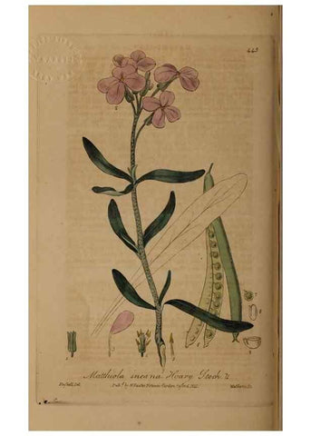 Reproducción/Reproduction 29043386795: British phaenogamous botany,. Oxford,Published by the author, sold by J.H. Parker [etc.]1834-43.