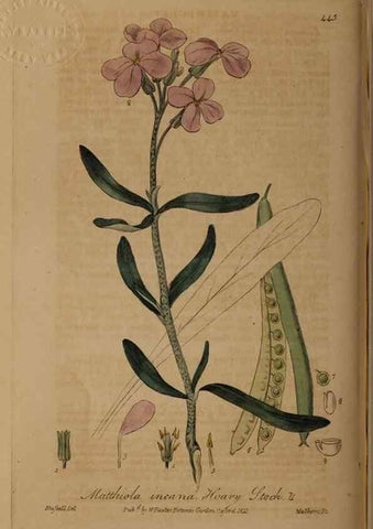 Reproducción/Reproduction 29043386795: British phaenogamous botany,. Oxford,Published by the author, sold by J.H. Parker [etc.]1834-43.