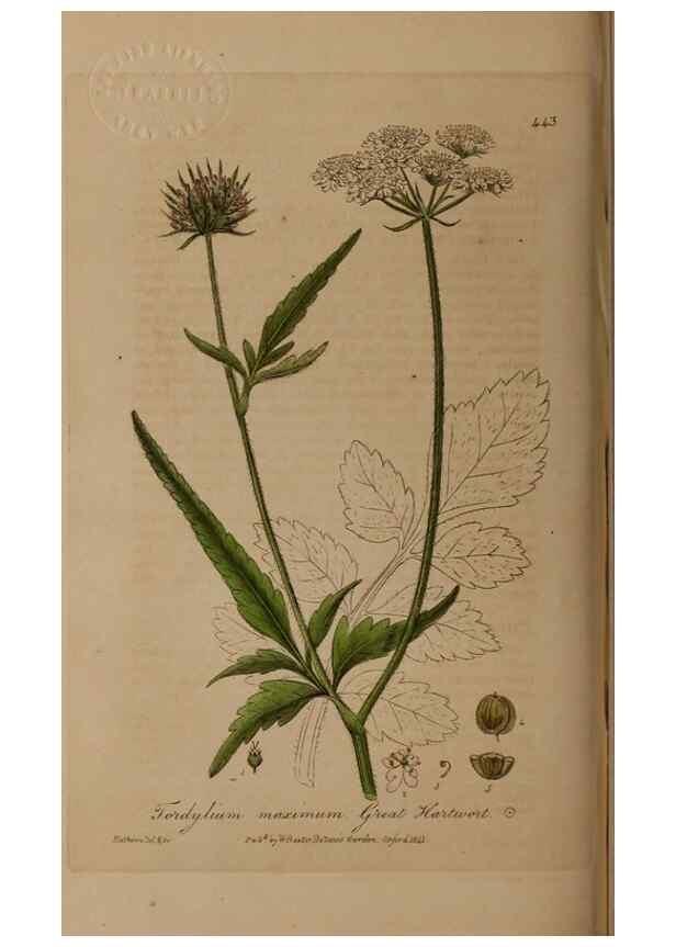 Reproducción/Reproduction 28422742384: British phaenogamous botany,. Oxford,Published by the author, sold by J.H. Parker [etc.]1834-43.