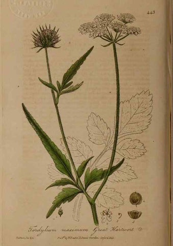 Reproducción/Reproduction 28422742384: British phaenogamous botany,. Oxford,Published by the author, sold by J.H. Parker [etc.]1834-43.