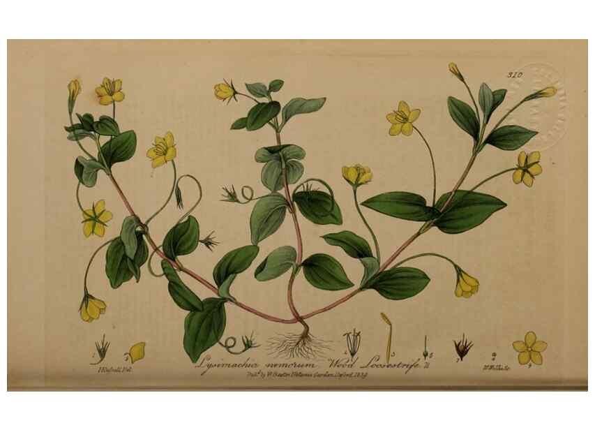 Reproducción/Reproduction 28407930453: British phaenogamous botany,. Oxford,Published by the author, sold by J.H. Parker [etc.]1834-43.