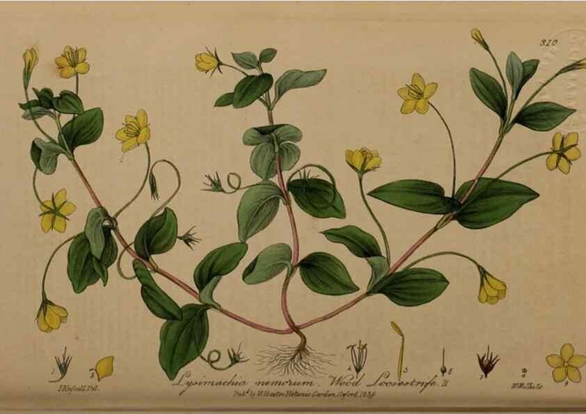 Reproducción/Reproduction 28407930453: British phaenogamous botany,. Oxford,Published by the author, sold by J.H. Parker [etc.]1834-43.