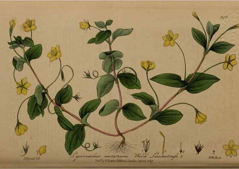 Reproducción/Reproduction 28407930453: British phaenogamous botany,. Oxford,Published by the author, sold by J.H. Parker [etc.]1834-43.