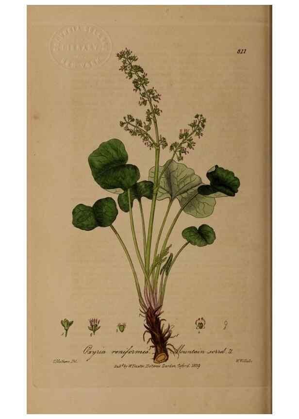 Reproducción/Reproduction 28949391791: British phaenogamous botany,. Oxford,Published by the author, sold by J.H. Parker [etc.]1834-43.