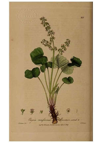 Reproducción/Reproduction 28949391791: British phaenogamous botany,. Oxford,Published by the author, sold by J.H. Parker [etc.]1834-43.