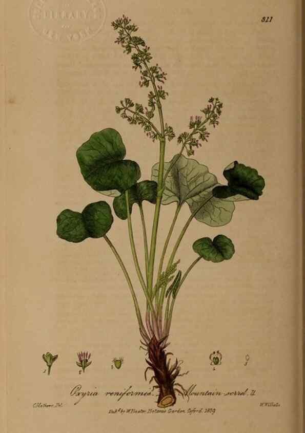 Reproducción/Reproduction 28949391791: British phaenogamous botany,. Oxford,Published by the author, sold by J.H. Parker [etc.]1834-43.