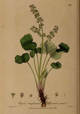 Reproducción/Reproduction 28949391791: British phaenogamous botany,. Oxford,Published by the author, sold by J.H. Parker [etc.]1834-43.