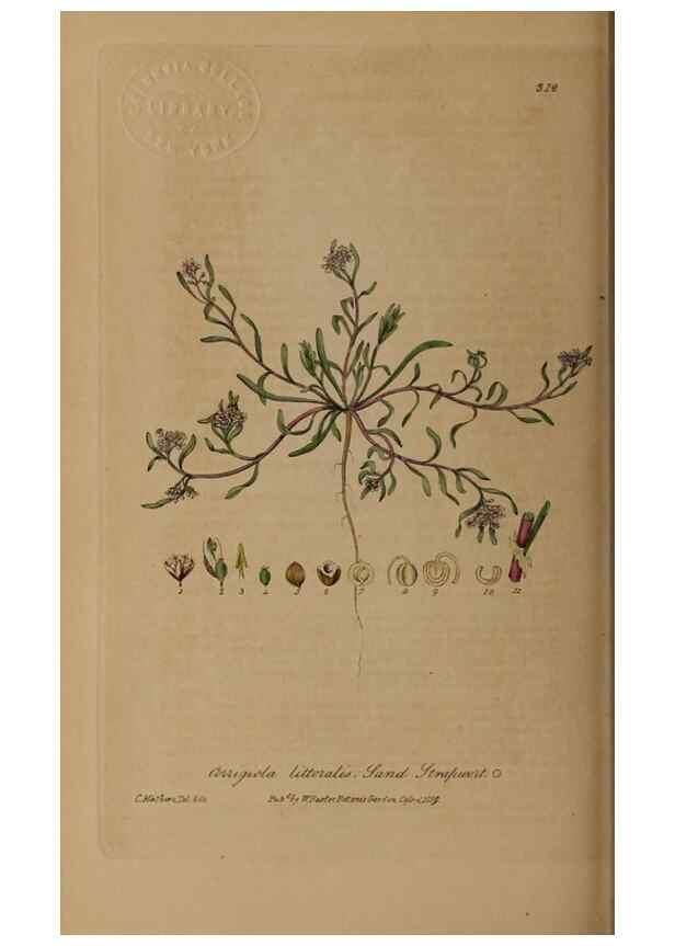 Reproducción/Reproduction 28407939753: British phaenogamous botany,. Oxford,Published by the author, sold by J.H. Parker [etc.]1834-43.