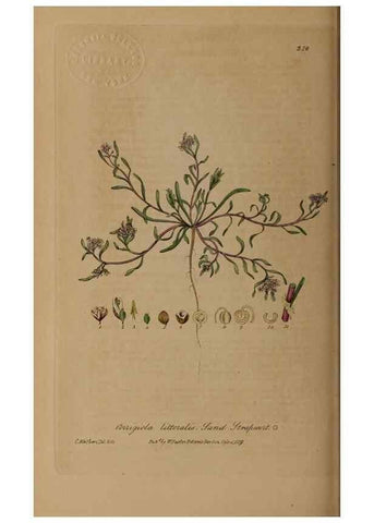 Reproducción/Reproduction 28407939753: British phaenogamous botany,. Oxford,Published by the author, sold by J.H. Parker [etc.]1834-43.