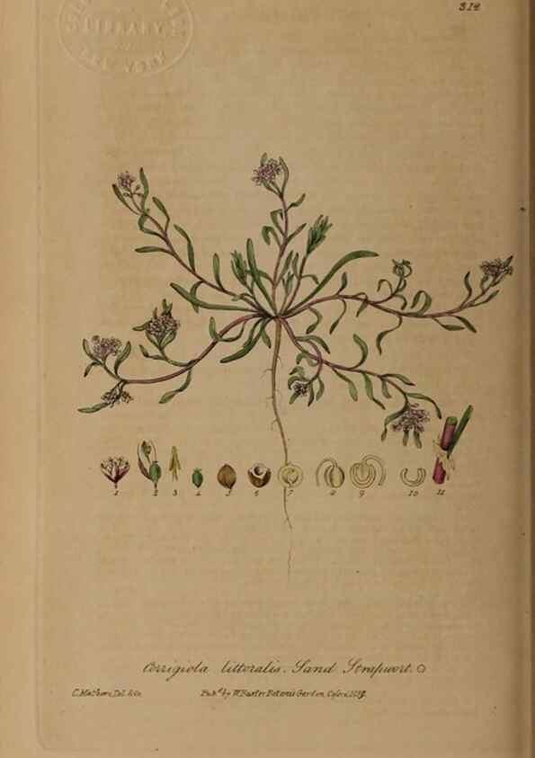 Reproducción/Reproduction 28407939753: British phaenogamous botany,. Oxford,Published by the author, sold by J.H. Parker [etc.]1834-43.