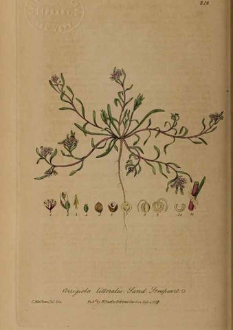 Reproducción/Reproduction 28407939753: British phaenogamous botany,. Oxford,Published by the author, sold by J.H. Parker [etc.]1834-43.