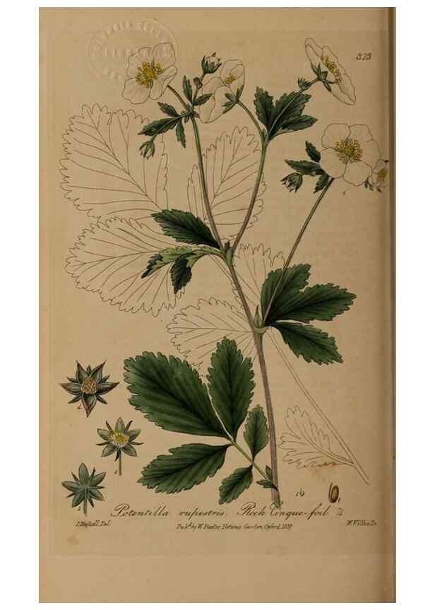 Reproducción/Reproduction 28739135190: British phaenogamous botany,. Oxford,Published by the author, sold by J.H. Parker [etc.]1834-43.