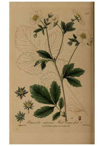 Reproducción/Reproduction 28739135190: British phaenogamous botany,. Oxford,Published by the author, sold by J.H. Parker [etc.]1834-43.