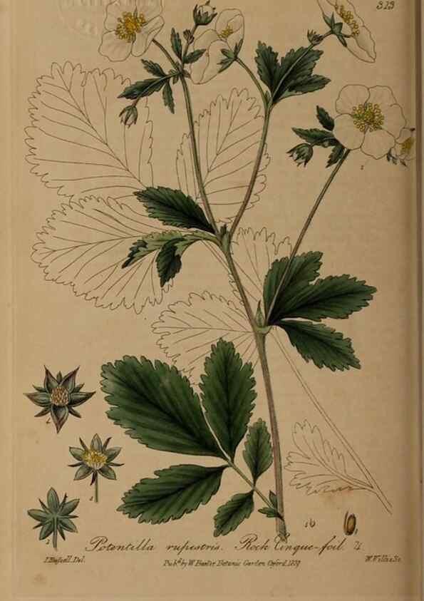Reproducción/Reproduction 28739135190: British phaenogamous botany,. Oxford,Published by the author, sold by J.H. Parker [etc.]1834-43.