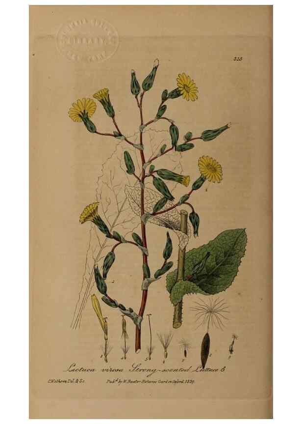 Reproducción/Reproduction 28404995444: British phaenogamous botany,. Oxford,Published by the author, sold by J.H. Parker [etc.]1834-43.