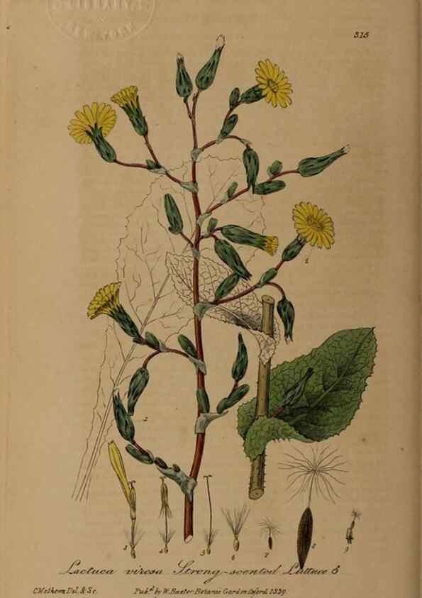 Reproducción/Reproduction 28404995444: British phaenogamous botany,. Oxford,Published by the author, sold by J.H. Parker [etc.]1834-43.