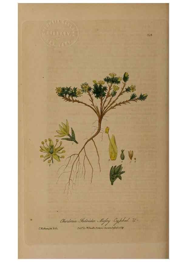 Reproducción/Reproduction 28404999924: British phaenogamous botany,. Oxford,Published by the author, sold by J.H. Parker [etc.]1834-43.