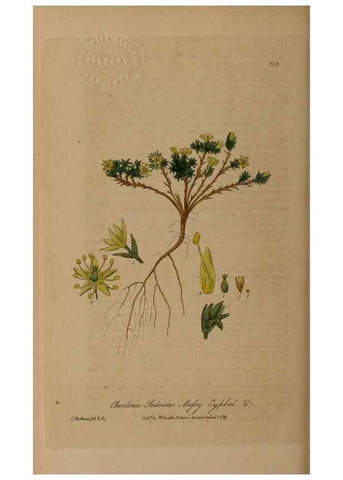 Reproducción/Reproduction 28404999924: British phaenogamous botany,. Oxford,Published by the author, sold by J.H. Parker [etc.]1834-43.