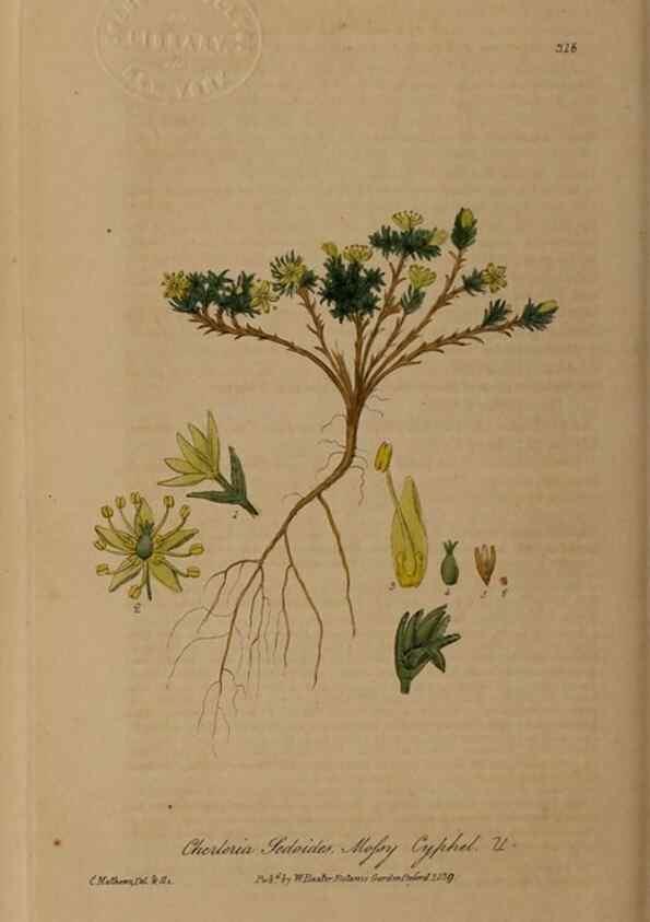 Reproducción/Reproduction 28404999924: British phaenogamous botany,. Oxford,Published by the author, sold by J.H. Parker [etc.]1834-43.