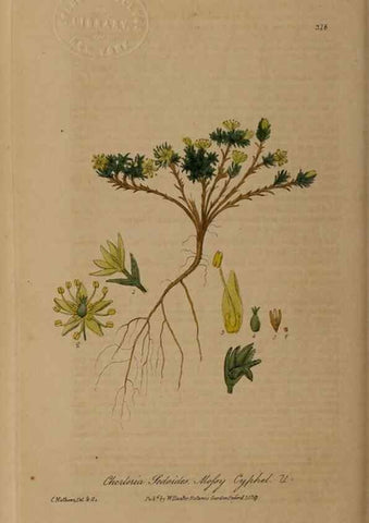 Reproducción/Reproduction 28404999924: British phaenogamous botany,. Oxford,Published by the author, sold by J.H. Parker [etc.]1834-43.