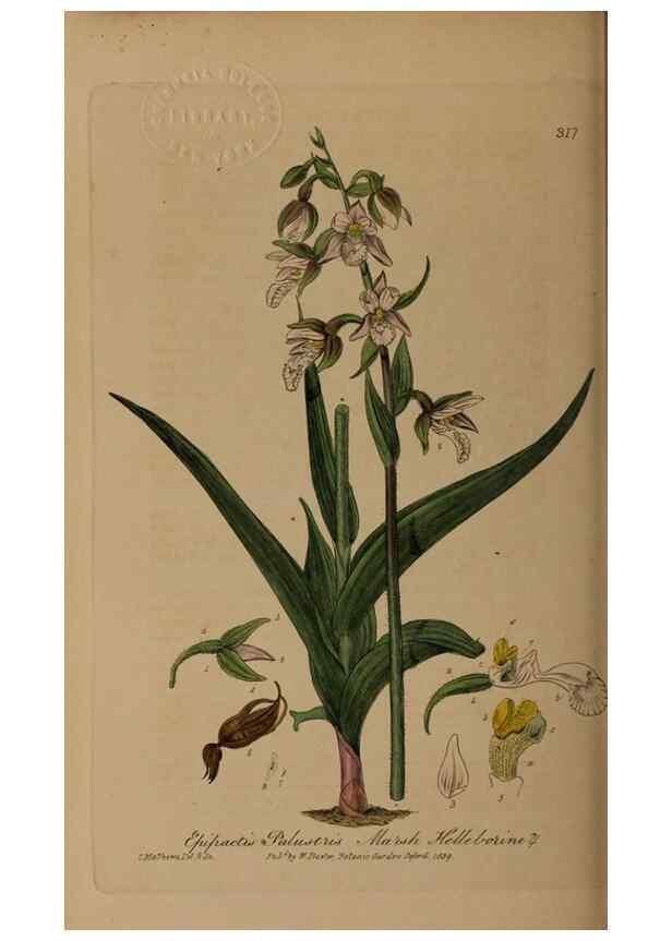 Reproducción/Reproduction 28405005104: British phaenogamous botany,. Oxford,Published by the author, sold by J.H. Parker [etc.]1834-43.