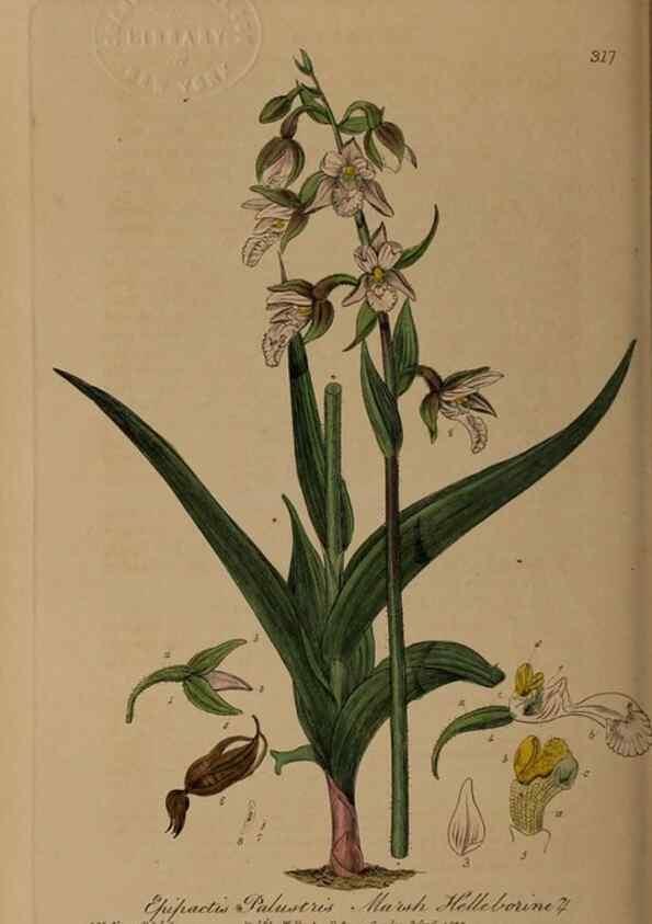 Reproducción/Reproduction 28405005104: British phaenogamous botany,. Oxford,Published by the author, sold by J.H. Parker [etc.]1834-43.