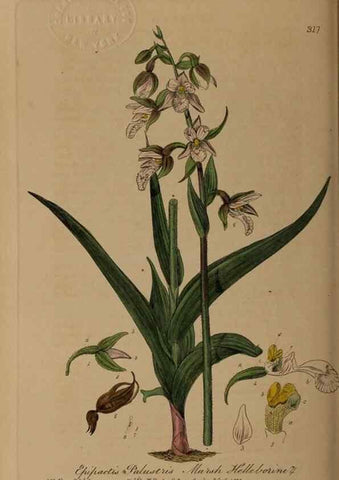 Reproducción/Reproduction 28405005104: British phaenogamous botany,. Oxford,Published by the author, sold by J.H. Parker [etc.]1834-43.