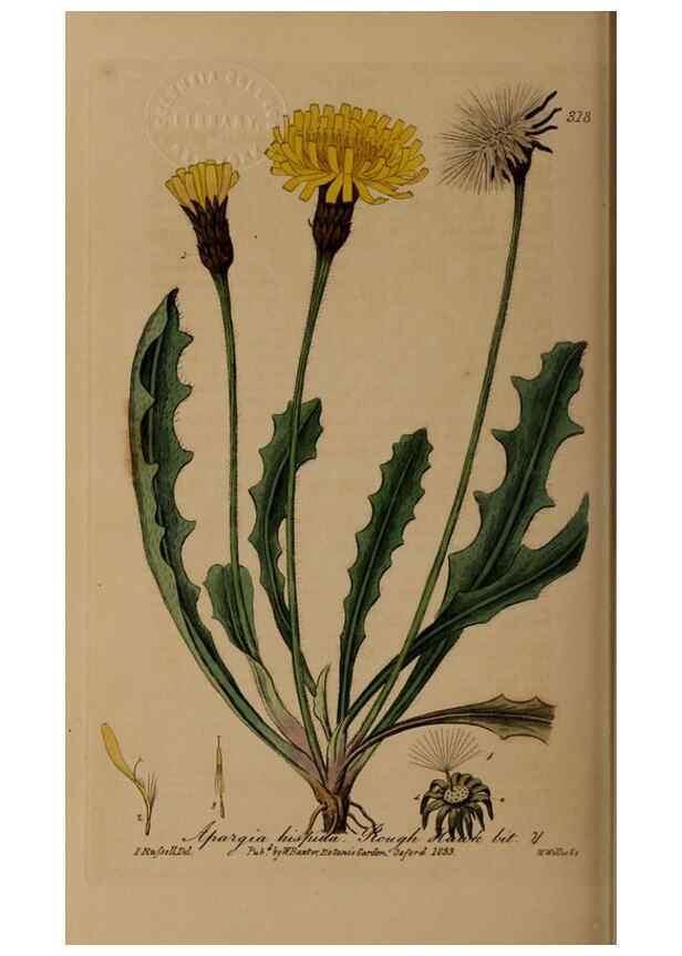 Reproducción/Reproduction 29025367655: British phaenogamous botany,. Oxford,Published by the author, sold by J.H. Parker [etc.]1834-43.