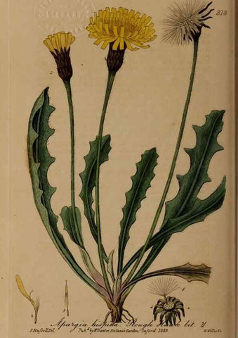 Reproducción/Reproduction 29025367655: British phaenogamous botany,. Oxford,Published by the author, sold by J.H. Parker [etc.]1834-43.