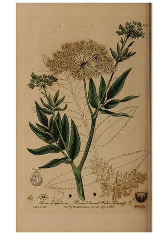 Reproducción/Reproduction 28992659286: British phaenogamous botany,. Oxford,Published by the author, sold by J.H. Parker [etc.]1834-43.