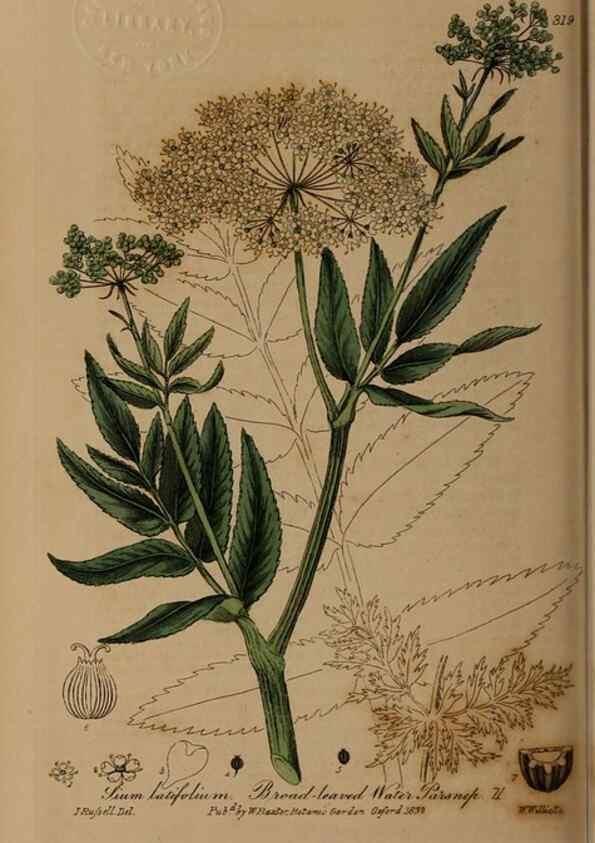 Reproducción/Reproduction 28992659286: British phaenogamous botany,. Oxford,Published by the author, sold by J.H. Parker [etc.]1834-43.