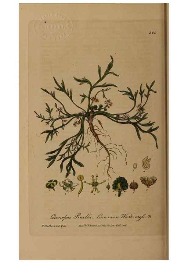 Reproducción/Reproduction 28992663736: British phaenogamous botany,. Oxford,Published by the author, sold by J.H. Parker [etc.]1834-43.