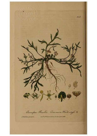 Reproducción/Reproduction 28992663736: British phaenogamous botany,. Oxford,Published by the author, sold by J.H. Parker [etc.]1834-43.