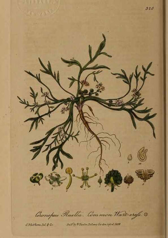 Reproducción/Reproduction 28992663736: British phaenogamous botany,. Oxford,Published by the author, sold by J.H. Parker [etc.]1834-43.