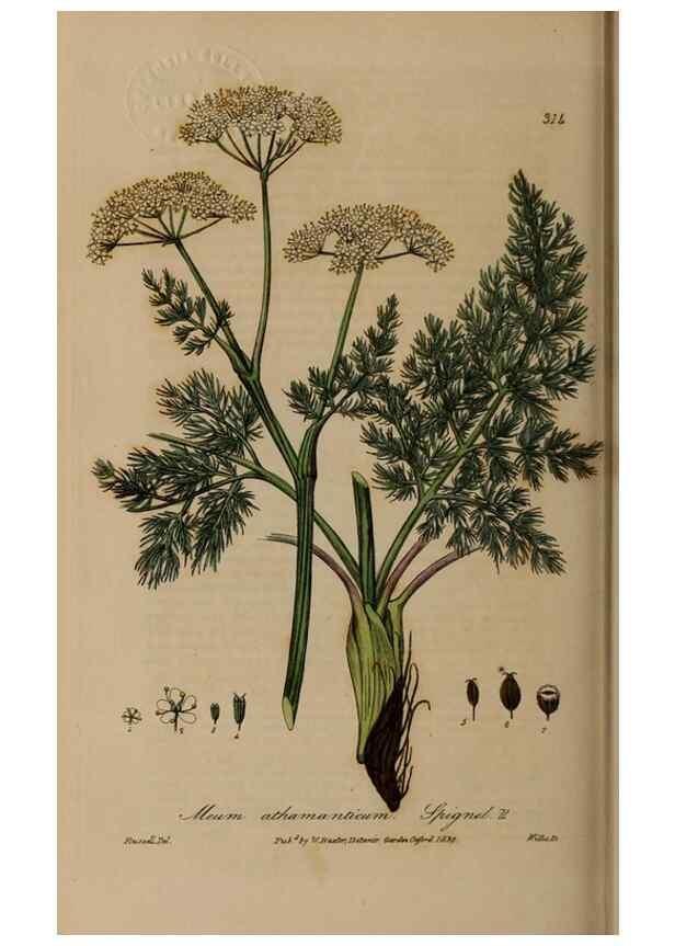 Reproducción/Reproduction 28994698296: British phaenogamous botany,. Oxford,Published by the author, sold by J.H. Parker [etc.]1834-43.