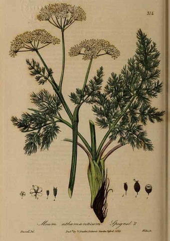 Reproducción/Reproduction 28994698296: British phaenogamous botany,. Oxford,Published by the author, sold by J.H. Parker [etc.]1834-43.