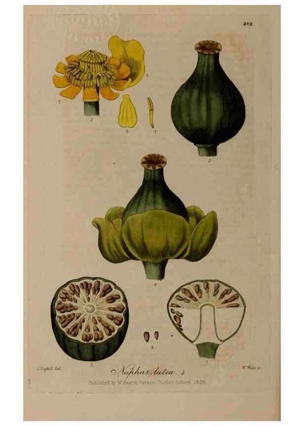 Reproducción/Reproduction 29028276105: British phaenogamous botany,. Oxford,Published by the author, sold by J.H. Parker [etc.]1834-43.