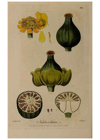 Reproducción/Reproduction 29028276105: British phaenogamous botany,. Oxford,Published by the author, sold by J.H. Parker [etc.]1834-43.