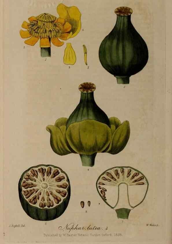Reproducción/Reproduction 29028276105: British phaenogamous botany,. Oxford,Published by the author, sold by J.H. Parker [etc.]1834-43.