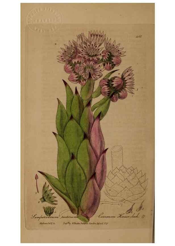 Reproducción/Reproduction 28422621124: British phaenogamous botany,. Oxford,Published by the author, sold by J.H. Parker [etc.]1834-43.