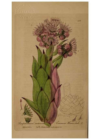 Reproducción/Reproduction 28422621124: British phaenogamous botany,. Oxford,Published by the author, sold by J.H. Parker [etc.]1834-43.