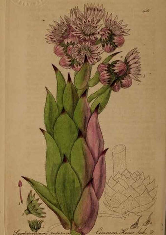 Reproducción/Reproduction 28422621124: British phaenogamous botany,. Oxford,Published by the author, sold by J.H. Parker [etc.]1834-43.