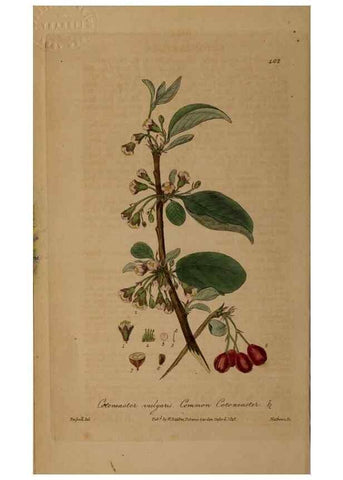 Reproducción/Reproduction 28757130410: British phaenogamous botany,. Oxford,Published by the author, sold by J.H. Parker [etc.]1834-43.