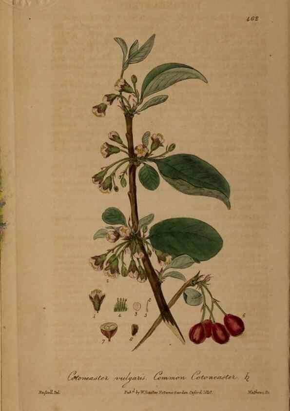 Reproducción/Reproduction 28757130410: British phaenogamous botany,. Oxford,Published by the author, sold by J.H. Parker [etc.]1834-43.