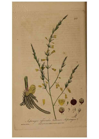 Reproducción/Reproduction 28757132730: British phaenogamous botany,. Oxford,Published by the author, sold by J.H. Parker [etc.]1834-43.